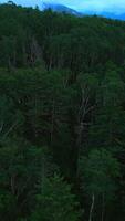 Aerial view of the coniferous forest growing on the slopes of the mountains. Clip. Evergreen valley of coniferous trees. video