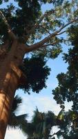 Sunlight shines in a beautiful old growth forest. Action. Sequoia massive green trees on a summer sunny day. video