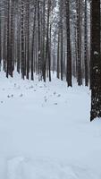Beautiful view in wild winter forest. Media. Beautiful walk in wild forest on winter day. Camera movement in view of beautiful winter forest video