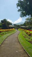 Epic rose garden with green trees at day time. Action. Walking along beautiful bushes with red flowers. video