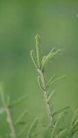 Young green fir tree branch on a blurred green background. Media. Beautiful natural background with a tree. Vertical . video