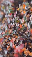Close up of bright autumn bush leaves. Media. Natural background with branches with small leaves. Vertical . video