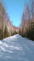 View of the winter forest . Clip. Leafless winter forest with high birches and Christmas trees with a snowy path. video