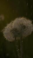 pissenlits dans été pluie avec rayon de soleil. créatif. duveteux pissenlits dans pluie. magnifique rond pissenlits avec gouttes de pluie sur été journée video