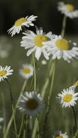 Beautiful daisies in meadow on clear sunny day. Creative. Close-up of bright meadow daisies on background of sunny day. Nostalgic colors with meadow daisies video