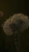 pissenlits en dessous de le du froid rosée. créatif.petit duveteux blanc pissenlits dans le vert herbe sur lequel le des rayons de le Soleil automne. video