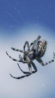 Tarantula in micro-photography.Creative. A spider with a beautiful pattern on its back weighs on a web against a blue sky background. video