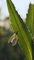 schließen oben von ein Fehler mit klein transparent Flügel auf das Stengel von das Grün Pflanze. kreativ. natürlich Landschaft mit Insekt im das Gras. video