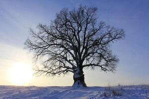 an oak tree with a lush crown in winter. The concept of natural monuments, taking care of nature. photo