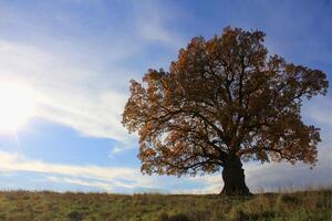 an oak tree with a large crown in autumn. of natural monuments, caring for nature. Golden autumn photo