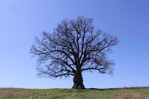 an oak tree with a lush crown in early spring. The concept of natural monuments, taking care of nature. photo
