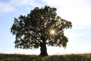 an oak tree with a large crown in autumn. of natural monuments, caring for nature. Golden autumn photo
