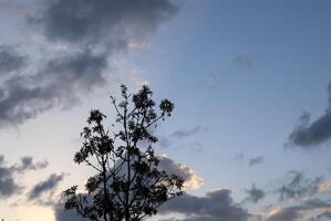 A branch of a tall tree against the blue sky. photo
