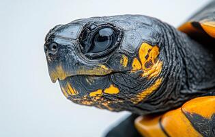 Close-up view of a colorful tortoise showcasing intricate patterns and textures in detail photo