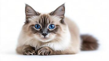 A playful cat with striking blue eyes relaxing on a white background indoors photo