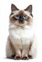 A fluffy cat with striking blue eyes sits gracefully against a plain background in soft lighting photo