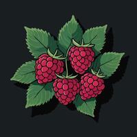 raspberry on black background illustration vector