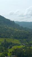 Aerial view of forest with lush tropical vegetation. Action. Giant forested green mountains and cloudy sky. video