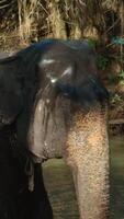 Elephant swims in river in jungle. Action. Baby elephant sprays himself with water with trunk in river. Baby elephant swims alone among tropical jungle with river video