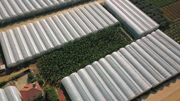 Top view of agricultural greenhouses. Clip. Beautiful green fields and greenhouses of agricultural production in summer. Agricultural industry for growing vegetables in fields and greenhouses video
