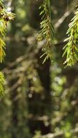 Close-up of needles illuminated by sunlight in rain. Stock footage. Sun's rays make their way into rain illuminating needles of green spruce video