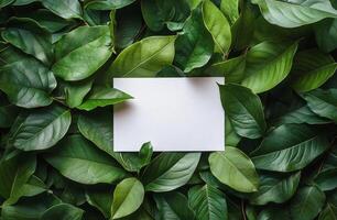 A blank card surrounded by vibrant green leaves on a dark surface photo