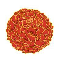 illustration of marigold flower isolated on white background. vector
