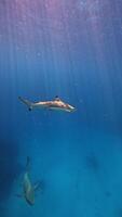 Underwater filming of many white reef sharks while diving into the waters of Vaavu Atoll video