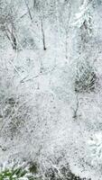 Snowy aerial view. Clip. Green Christmas trees and other trees standing in the cold. video