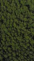Aerial view of forest. Green Park view from above. Aerial view video