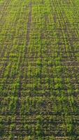 Top view of green country field with row lines, agriculture concept. Shot. Aerial view of beautiful green farmland and a road with trees and mountains on bright sky background. video
