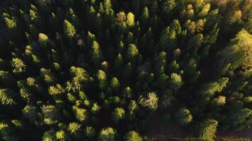 se av de halvhöst skog från en helikopter. clip.view från en höjd av en grön och lite gul skog på som de ljus strålar av de Sol falla. video