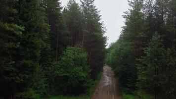 A narrow dirt road in the middle of the forest. Clip.A view from the height of the green trees and a narrow path after the rain between them. video