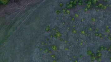 Top view of field and green coniferous forest. Clip. Gray field in contrast to green forest. Grey burnt field and green coniferous forest in summer video