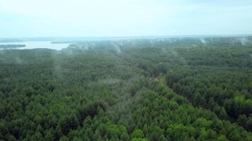 Gray landscape with forest and fog. Clip.Dark view of the river in the forest with green tall trees with a gray sky above. video