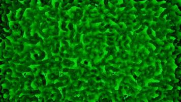 Dividing green bacteria under microscope. Design. Microorganisms movement environment. video