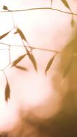 The sun's rays. Creative. The sun's rays fall on the grass in macro photography. video