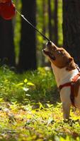 Walking with a dog in a forest on a summer sunny day. Stock footage. Active lifestyle, man walking in forest park with pet. video