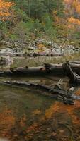 Autumn landscape of lake with fallen trees and forest. Creative. Lake with fallen trees and autumn forest in mountains. Beautiful autumn landscape of lake and forest mountain video