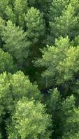 Top view of tops of coniferous forest in summer. Clip. Beautiful coniferous forest with green trees. Dense wild forest with coniferous trees in summer video
