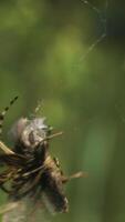 Spider kills butterfly. Creative. Struggle of butterfly caught in spider's web. Spider fights with butterfly in summer meadow. Predators in insect world video