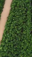 Top view of dirty river in forest. Clip. Dirty muddy river flows calmly in green forest. Brown river in forest area on sunny summer day video