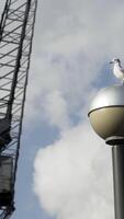 Seagull standing on the street lamp in front of black construction crane. Action. Beautiful white bird on a streetlight with a crane and blue cloudy sky background. video