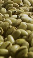 Close up of unroasted coffee beans background. Stock footage. A pile of many green unroasted ethiopian coffee seeds for the beverage preparation. video
