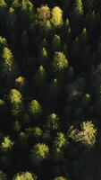 View of the semi-autumn forest from a helicopter. Clip.View from a height of a green and slightly yellow forest on which the light rays of the sun fall. video