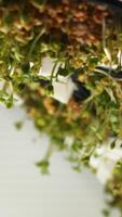 Concept of healthy vegan diet. Media. Close up of growing various microgreens in a slowly rotating round shaped farm. video