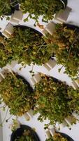 Indoor vertical farm of microgreens in a rotating ring. Media. Small microgreens plant factory in unusual spinning construction. video