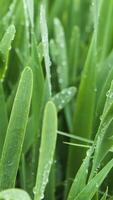Close up of fresh grass with water drops on a summer day. Stock footage. Drops of morning dew on green grass meadow after the rain. video