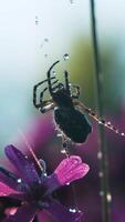 Spider in macro photography. Creative. A large black spider sits on a spider's web on which there are small drops of water, beautiful purple flowers are also visible. video