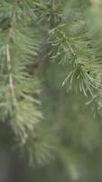 Close-up view of the green larch branches and needles covered with drops of dew. Stock footage. Beautiful macro of the larch tree video